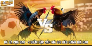Đá Gà Cựa Dao - 3 Điểm Đặc Sắc Mà Soi Kèo Đánh Giá Cao