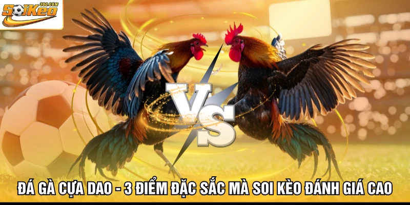 Đá Gà Cựa Dao - 3 Điểm Đặc Sắc Mà Soi Kèo Đánh Giá Cao